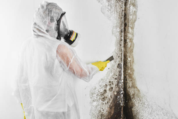 Woburn, MA Mold Remediation Company