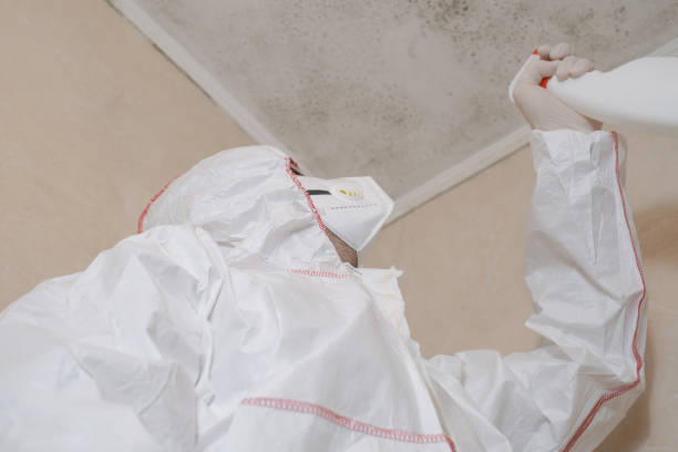 Best Emergency Mold Remediation in Woburn, MA