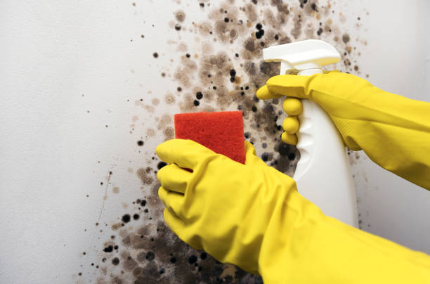 Best HVAC Mold Remediation in Woburn, MA